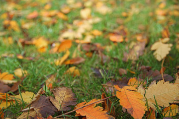 Herbstlaub auf einer grünen Wiese