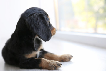 Cute English Cocker Spaniel puppy lying on floor indoors. Space for text