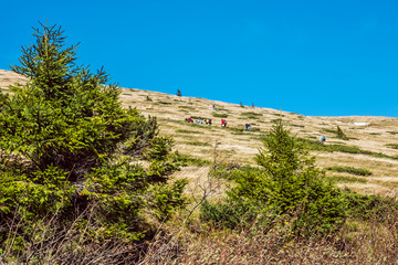 People picking berries, Kralova Hola peak, Slovakia © vrabelpeter1
