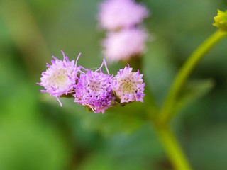 Weed, Chromolaena odorata. Wild flowers macro photography.