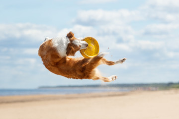 Border Collie plays in the beach