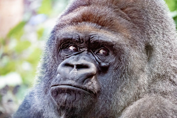 Detail of the head of a gorilla close up