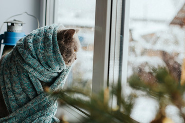  A gray Scottish cat in a blue knitted scarf sits on a windowsill and watches the snow falling...