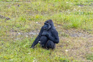 Gorilla walking through a field
