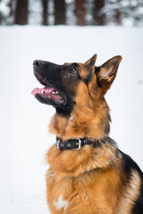 German shepherd walks in the winter in the forest