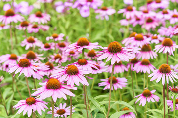 Fototapeta premium Purple coneflower echinacea grow in garden