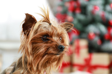 Adorable Yorkshire terrier on blurred background. Happy dog