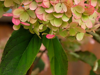 Verbl&uuml;hende Hortensie, Schafskopfhortensie, Hydrangea paniculata im Herbst