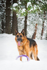German shepherd walks in the winter in the forest