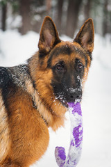 German shepherd walks in the winter in the forest
