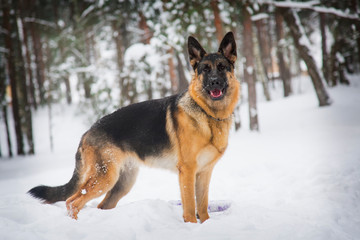 German shepherd walks in the winter in the forest