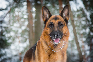 German shepherd walks in the winter in the forest
