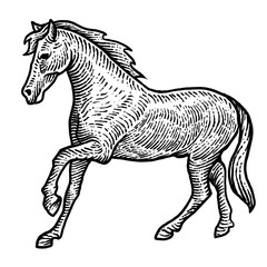 Engraving style horse design