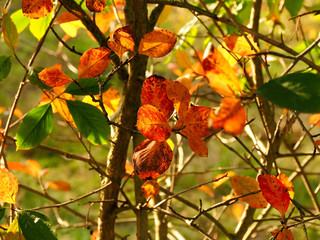 Rotes Herbstlaub in der Sonne, mit goldenen Strahlen