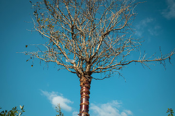 Fototapeta premium Cherry Tree