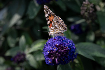 Gulf Fritillary on a Buddleia