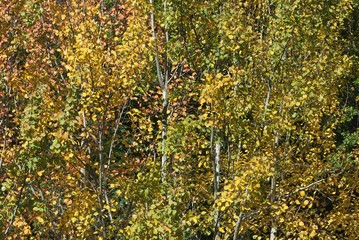 Autumn yellow red alder leaves, Alnus