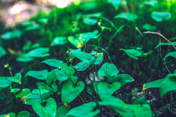 Fabulous forest playing with green colors merging into beautiful plants