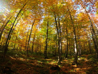 Fototapeta premium Autumnal Park. Autumn Trees and Leaves in sun light. Autumn scene