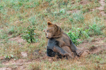 bears in a spanish zoo