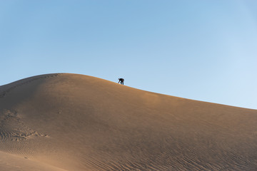 Fototapeta na wymiar Sand dune in desert - Iran