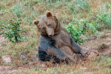 bears in a spanish zoo