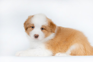 Adorable border collie puppy poses on white background