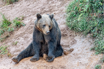 Fototapeta premium bears in a spanish zoo
