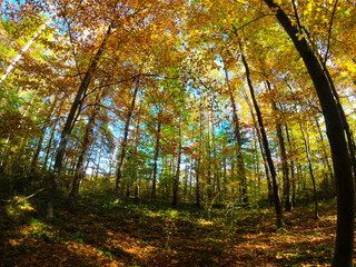 Obraz premium Autumnal Park. Autumn Trees and Leaves in sun light. Autumn scene