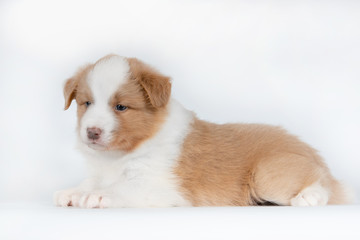 Adorable border collie puppy poses on white background