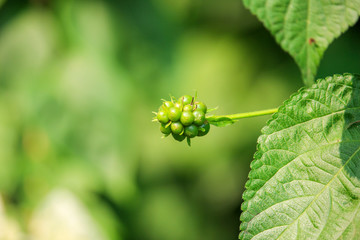 Macro Photography of Flower Bud