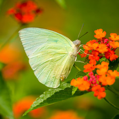 Butterfly on the Lantana camara Flowers in the Garden