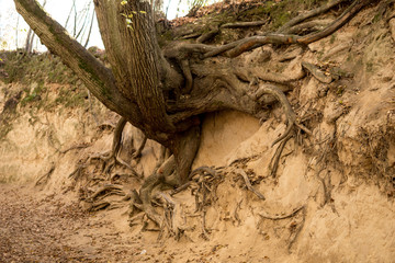 roots of trees inside of a gully