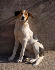 A lop-eared mongrel dog sits huddled against a stone wall and looks into the camera.