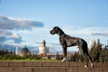 Young black Great Dane poses in the city in the summer