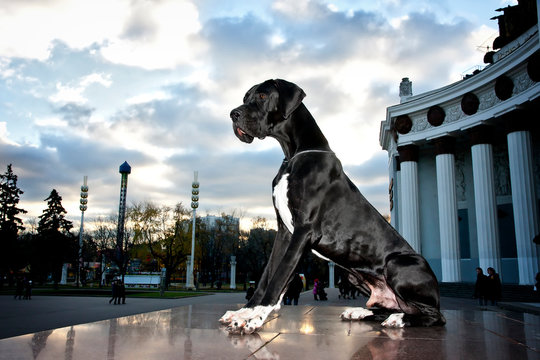 Young black Great Dane poses in the city in the summer
