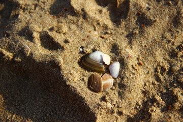 hermit crab on the beach