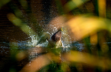 Duck mallard fly autumn nature action life wild