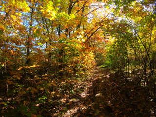 Autumnal Park. Autumn Trees and Leaves in sun light. Autumn scene