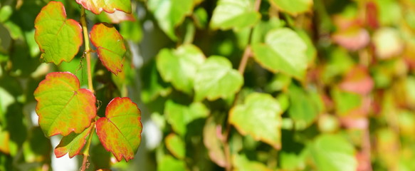 Herbstblätter ranken an einer Hausmauer 