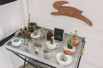 Various cactus mix in the greenhouse. Natural theme. Detail photo. Table with many small round pots with cactus, aloe and other plants. Cactus in the pot sale in market.