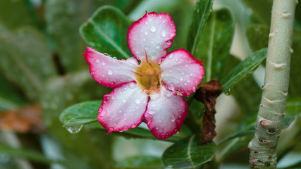 Gotas lluvia en rosa del desierto