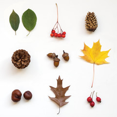 Autumn, fall concept. Background  with cones, rowan and rose hip berries, acorn, chestnut and autumn oak and maple leaves on white background. Flat lay, top view.