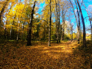 Obraz premium Autumnal Park. Autumn Trees and Leaves in sun light. Autumn scene