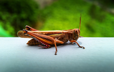 Detailed macro photo of bronze colored grasshopper