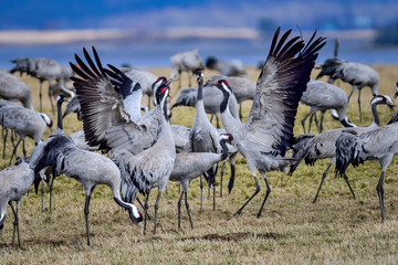 Cranes are having springtime meeting session