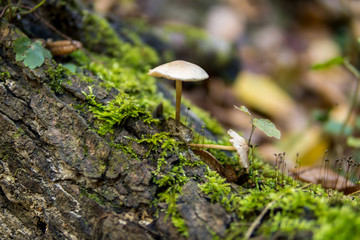 mushroom growing on a tree covered with green moss