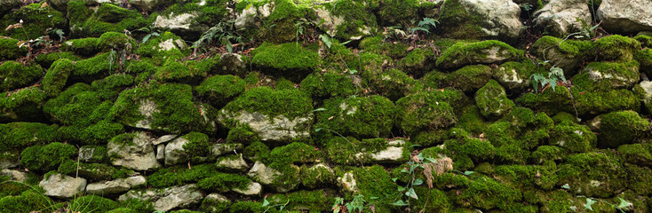 Panoramic texture of old stone wall covered green moss. Panorama background