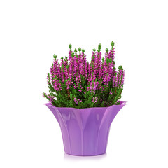 Heather flowers/calluna of purple colour with reflection isolated on the white background