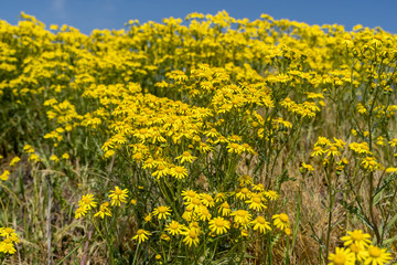 Blühendes Kreuzjakobskraut gehört zu der Familie der Korbblütler